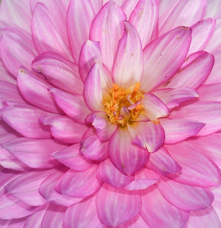 Traditional In Class B By Helen Pappas For Pink Flower OCT-2018.jpg